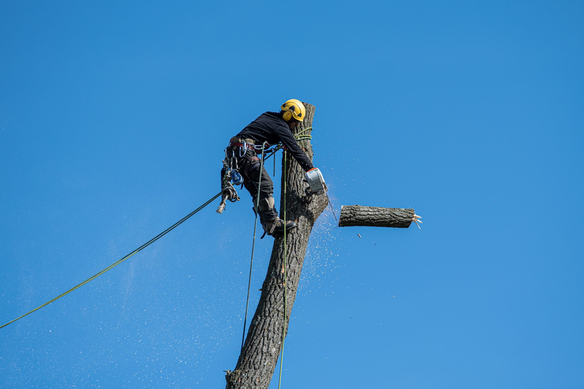 Élagueur professionnel encordé démontant un arbre à la tronçonneuse — Reynier Espace Verts, Diémoz en Isère